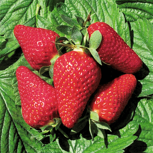 Саджанці полуниці в касеті Лючія / Люція (Lycіa) - раннього терміну, велика, транспортабельна (в касеті) + Подарунок