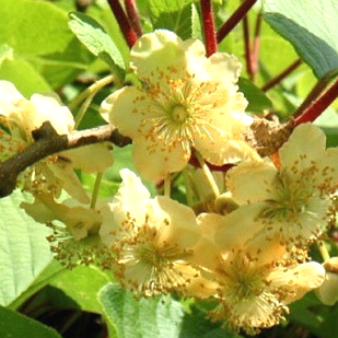 Саджанці Ківі Мальбек (3-х річний) дерево, чоловічий запилювач