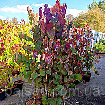 Церцис канадський Форест Пансі / h 150-175 / Cercis Forest Pansy, фото 3