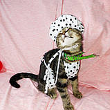 Костюм повара для улюбленця, котика , песика, фото 2