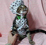 Костюм повара для улюбленця, котика , песика, фото 5