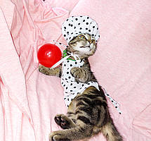 Костюм повара для улюбленця, котика , песика