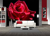 3D Фото обои "Красная роза на черном фоне" - Любой размер! Читаем описание!