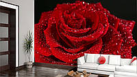 3D Фото обои "Красная роза с каплями росы" - Любой размер! Читаем описание!