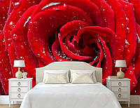 3D Фото обои "Яркая красная роза" - Любой размер! Читаем описание!
