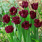 Тюльпан (цибулина) бахромчастий Gorilla, фото 2