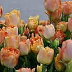 Тюльпан (цибулина) махровий Charming Beauty (Zantucharme), фото 2