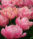 Тюльпан (цибулина) махровий Foxtrot, фото 7