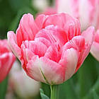 Тюльпан (цибулина) махровий Foxtrot, фото 3