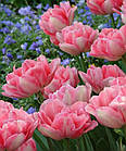 Тюльпан (цибулина) махровий Foxtrot, фото 6