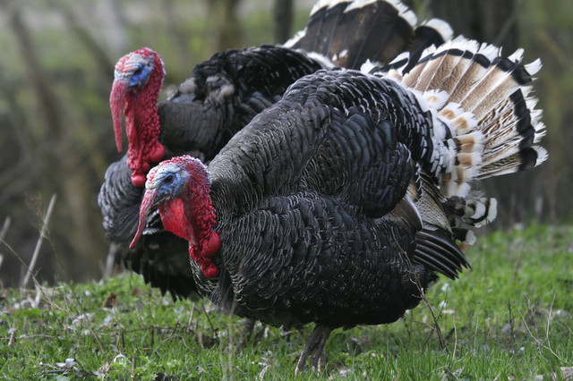 Симптоми та способи лікування болезней індичок