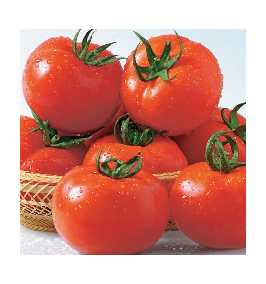 Низкорослые томаты Шеди Леди F1 ранний высокоурожайный гибрид кустового томата для транспортировки - фото 1 - id-p348030026