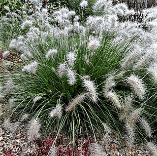 Саджанці Пеннісетума лисохвостовидного Хамелн (Pennisetum alopecuroides Hameln), фото 1