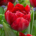 Тюльпан (цибулина) махровий Scarlet Verona, фото 5