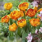 Тюльпан (цибулина) махровий Sunlover, фото 2