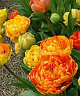 Тюльпан (цибулина) махровий Sunlover, фото 4