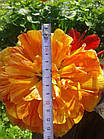 Тюльпан (цибулина) махровий Sunlover, фото 3