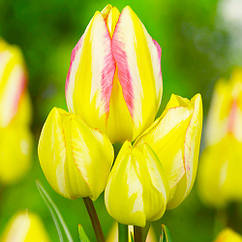 Тюльпан (цибулина) багатоквітковий Antoinette