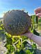 Насіння соняшника АСТОН (Стандарт), ТОВ "ТК Арт-Агро", Україна, фото 5