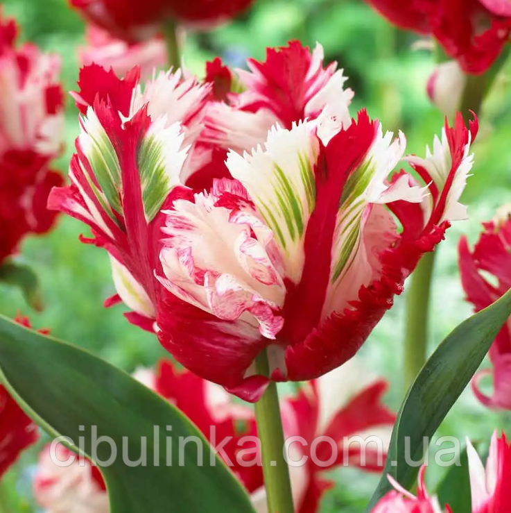 Тюльпан (цибулина) папужний Estella Rijnveld, фото 1