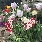 Тюльпан (цибулина) папужний Estella Rijnveld, фото 5