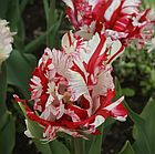 Тюльпан (цибулина) папужний Estella Rijnveld, фото 4