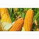 Насіння кукурудзи БАРТОН (ФАО 220), фото 4