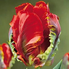 Тюльпан (цибулина) папужний Rococo
