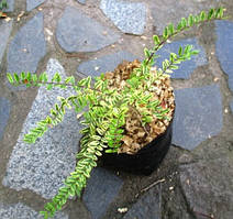 Жимолость шапкова білоокаймлена. У контейнерах Д12.