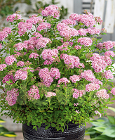 Spiraea japonica 'Little Princess' Спирея японская 'Литл Принцес' С1