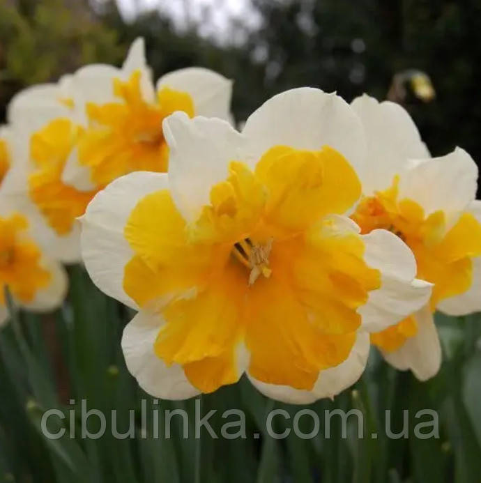 Нарцис (цибулина) Split Corona Orangery, фото 1
