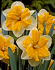 Нарцис (цибулина) Split Corona Orangery, фото 2