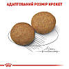 Royal Canin (Роял Канін) Medium Adult для собак середніх порід від 12 місяців до 7 років, 15 + 3 кг, фото 7