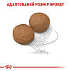 Royal Canin (Роял Канін) Maxi Adult для дорослих собак великих розмірів від 15 місяців до 5 років 15 + 3 кг, фото 8