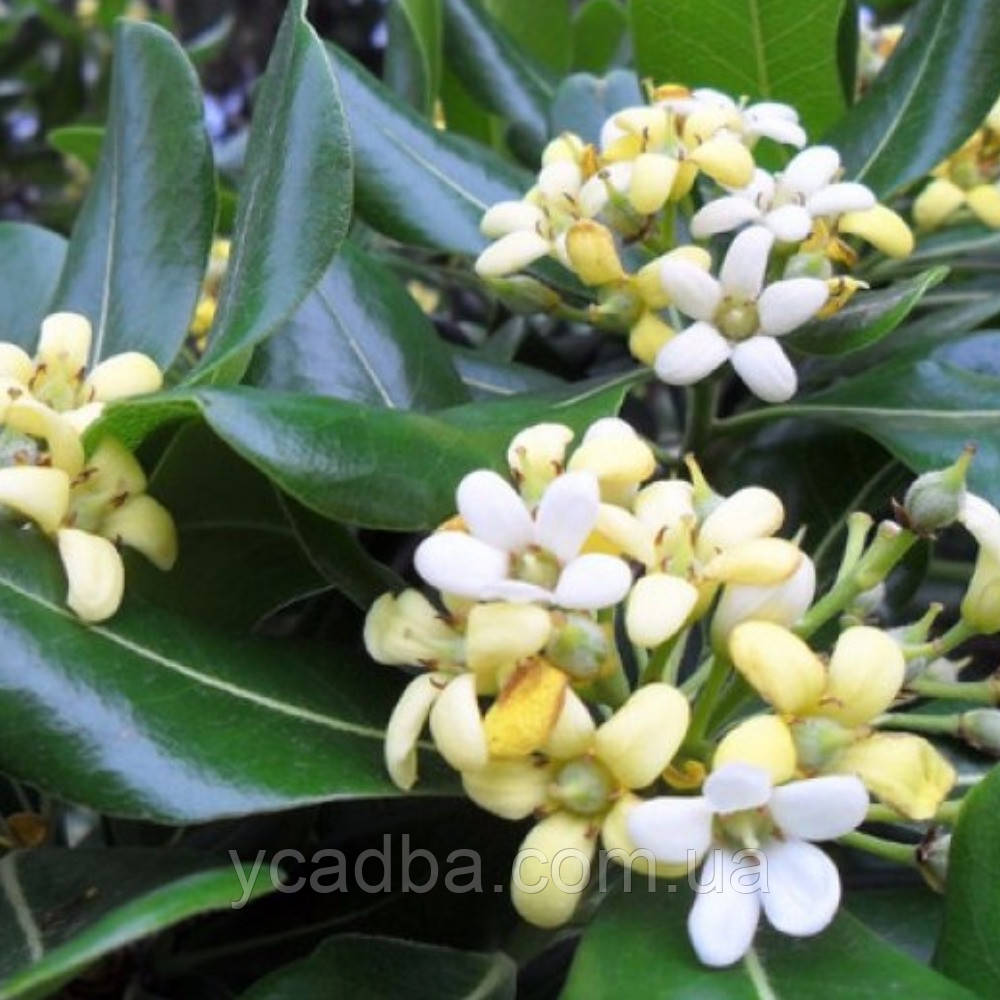 Піттоспорт тобіра Pittosporum, або cмолосем’яник (горшик 0,5л)