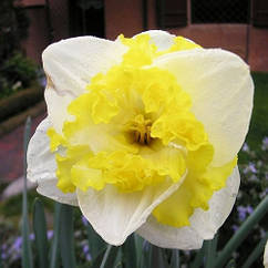 Нарцис (цибулина) Split Corona Printal