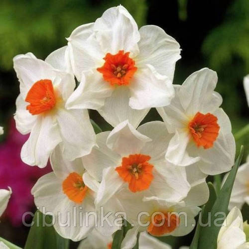 Нарцис (цибулина) багатоквітковий Geranium