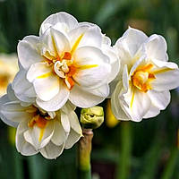 Нарцисс (луковица) многоцветковый Sir Winston Churchill