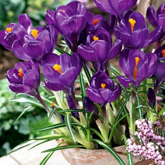 Крокус (луковиця) великоквітковий Flower Record