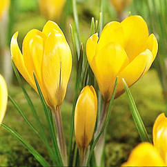 Крокус (луковиця) великоквітковий Golden Yellow