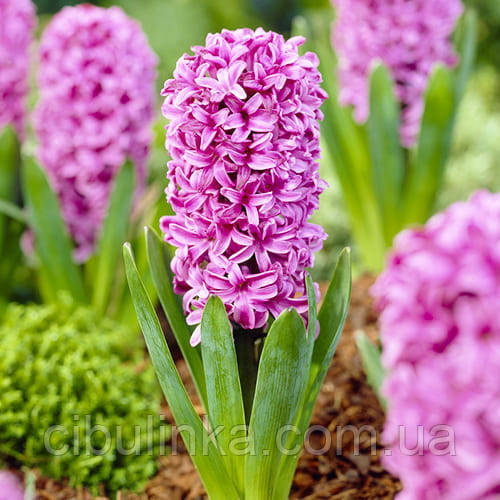 Гіацинт (цибулина) Miss Saigon, фото 1