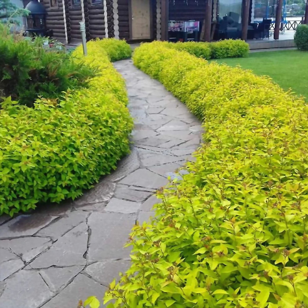 Spiraea japonica 'Golden Princess', Спірея японська 'Голден Прінцес'