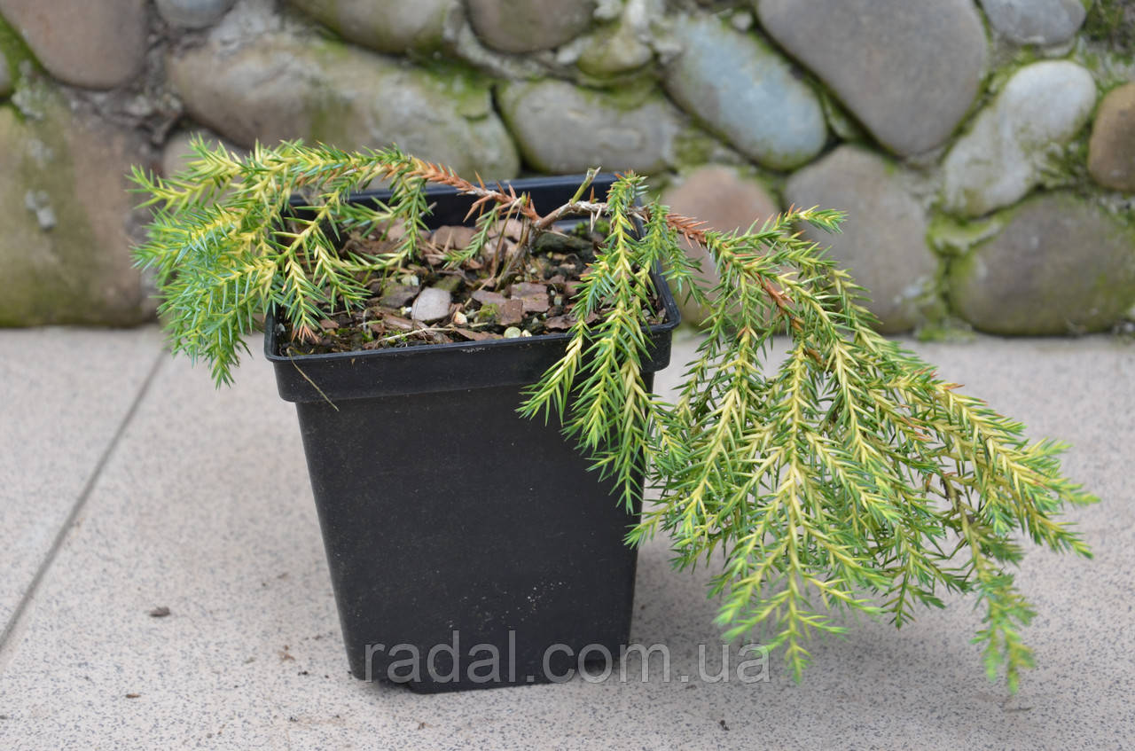 Можжевельник средний Голд Стар Р9 (Juniperus media Gold Star) - фото 2 - id-p239169535