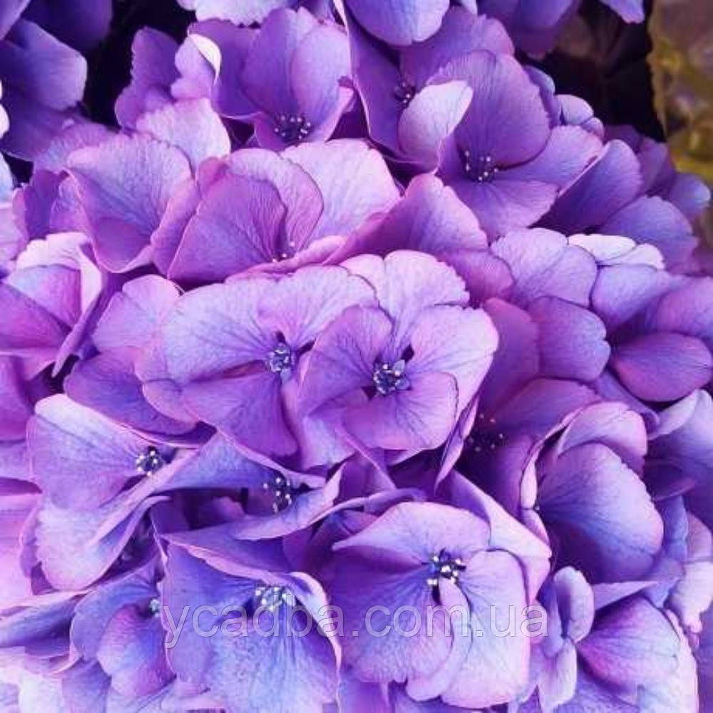 Гортензія крупнолистова Гертруда Глан Gertruda Glahn 68 (горщик 0,5 л)