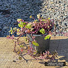 Саджанці Калізії Б'янка (Callisia Bianca) Р9, фото 3