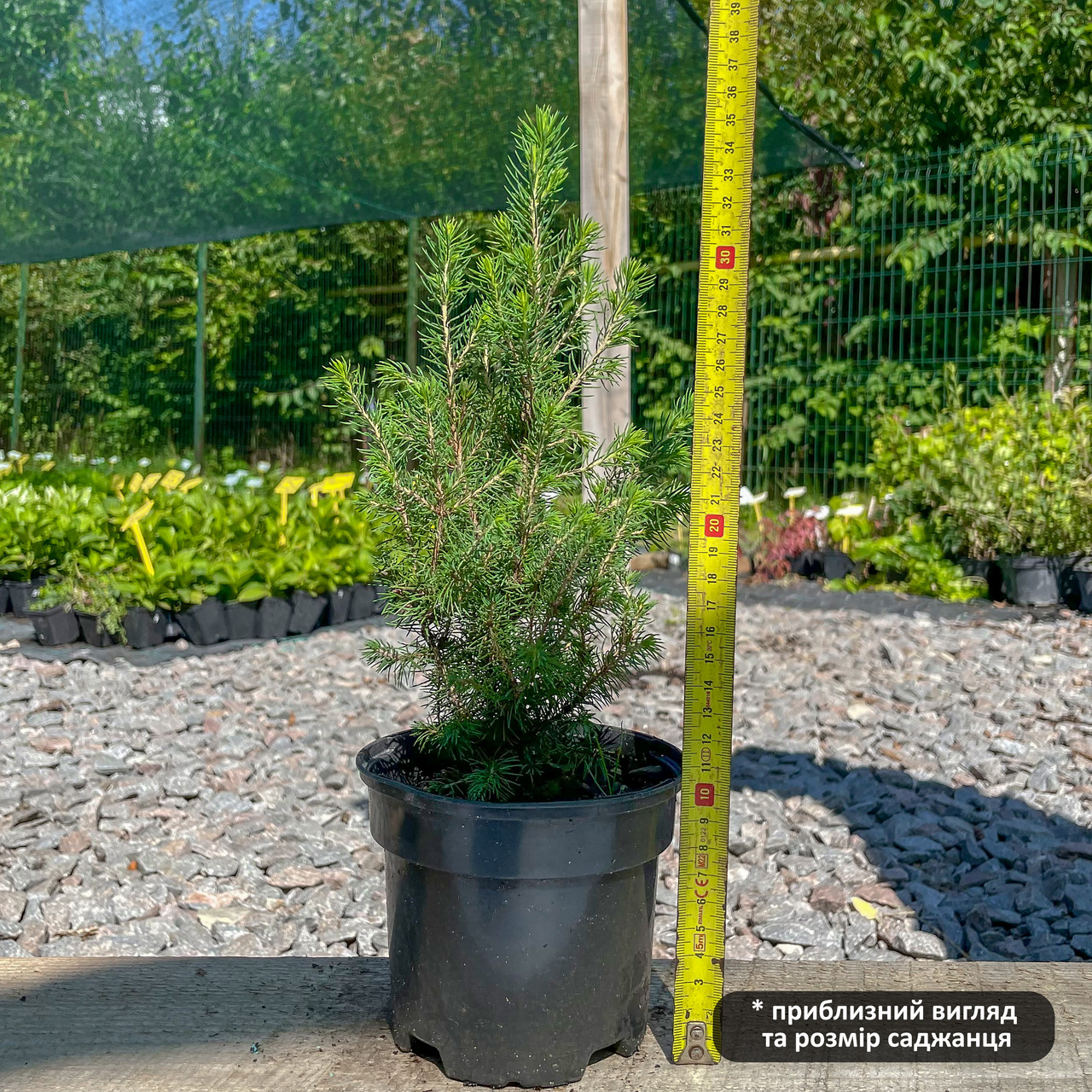 Саженцы Ели канадской Коника (Picea glauca Conica) - 2-х летняя С1.5 - фото 3 - id-p1535921557