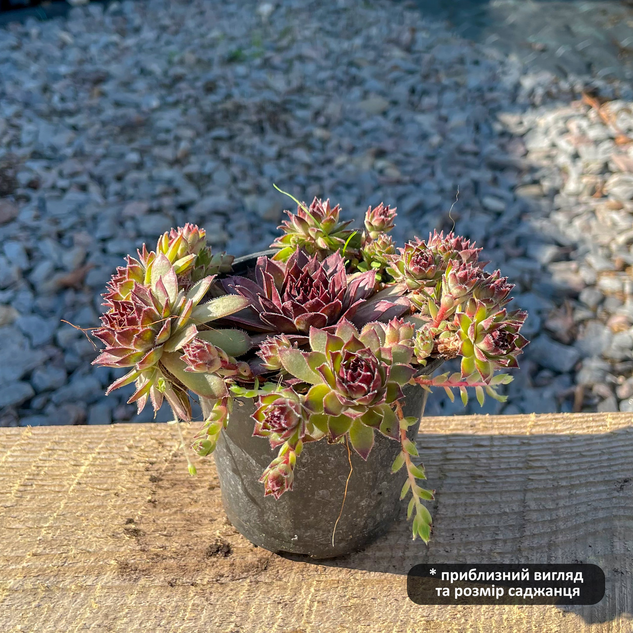 Саженцы Молодила кровельного (Sempervivum tectorum) Р9 - фото 2 - id-p646418720