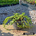Саджанці Вербейника монетчатого зелений (Lysimachia nummularia) Р9, фото 2
