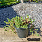 Саджанці Очитку іспанського (Sedum hispanicum, Sedum glaucum) Р9, фото 2