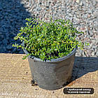 Саджанці Пароніхії подушкоподібної (Приноготовник) Р9, фото 3